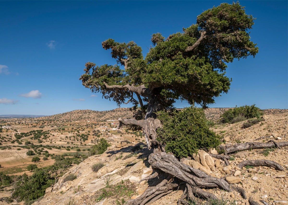 La Route de l'Argan